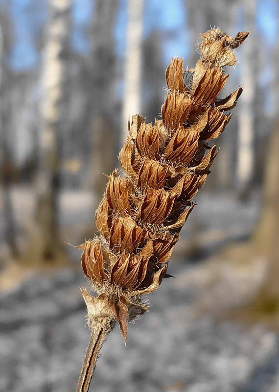 Image of Prunella vulgaris specimen.