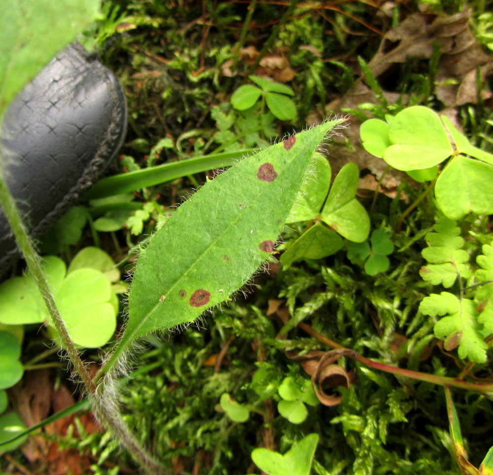 Image of Hieracium silenii specimen.