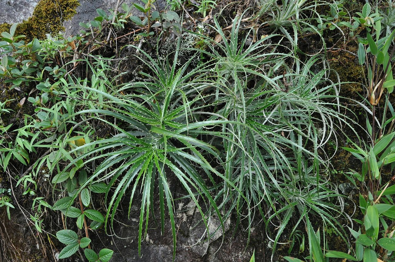 Image of genus Puya specimen.