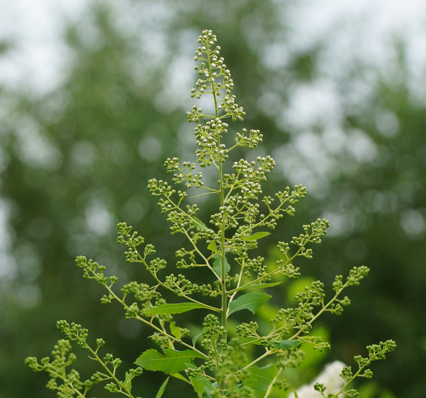 Image of Spiraea alba specimen.