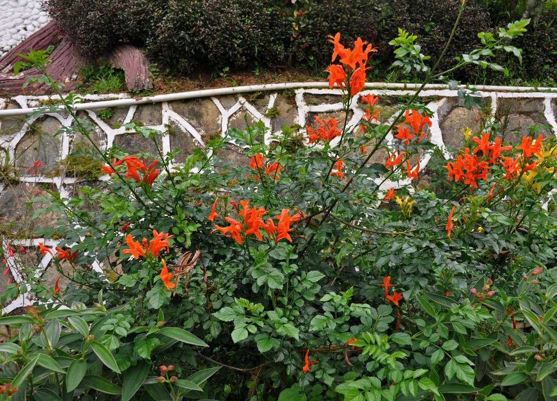 Изображение особи Tecomaria capensis.