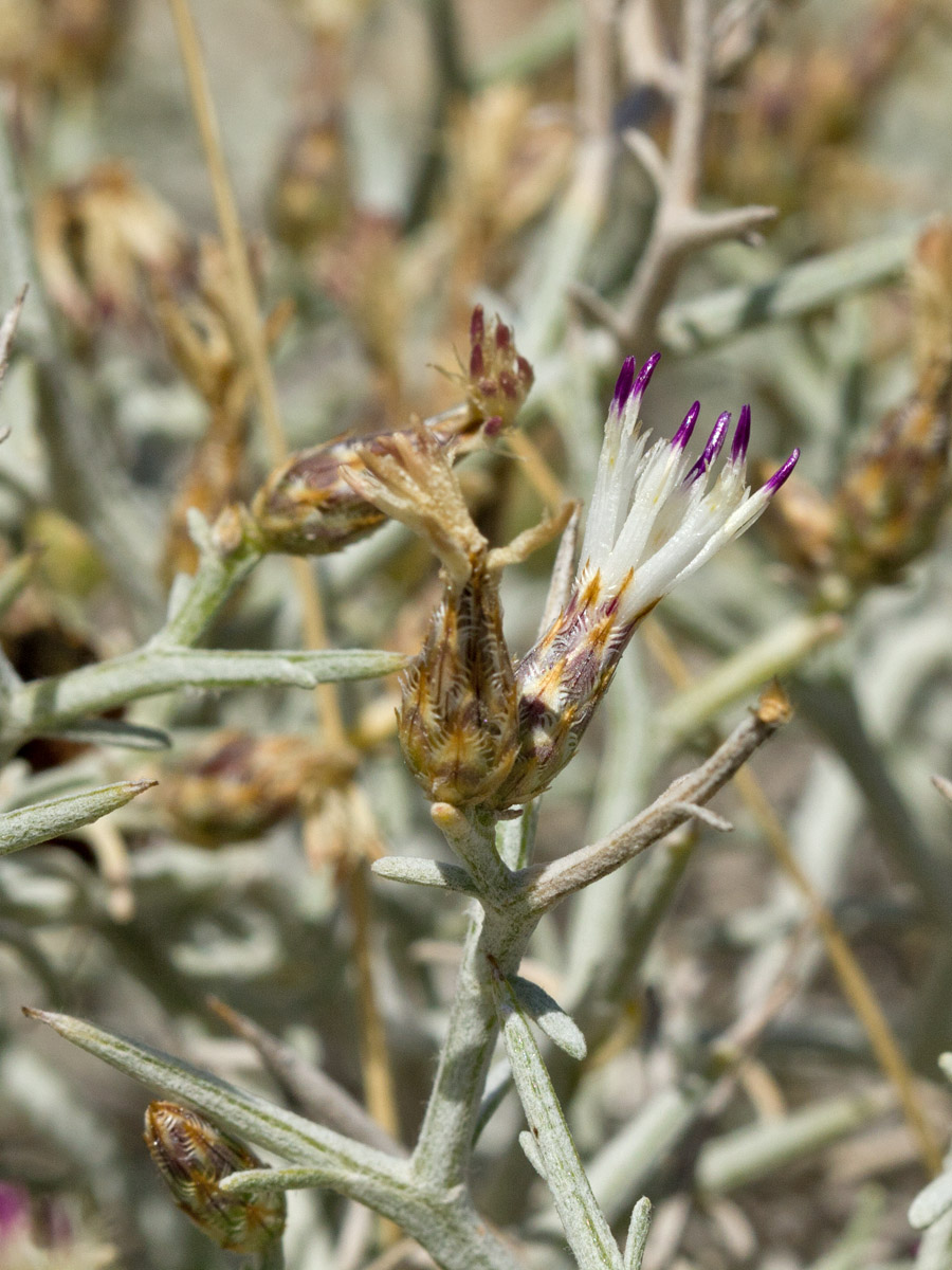 Изображение особи Centaurea spinosa.