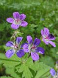 Geranium sylvaticum