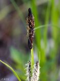 genus Carex. Верхушка цветущего растения. Казахстан, Восточно-Казахстанская обл. г. Усть-Каменогорск, берег р. Иртыш. 27.05.2018.