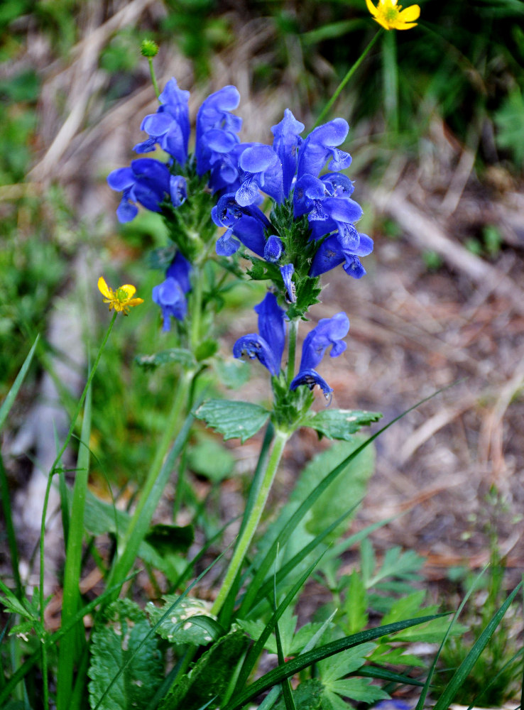 Image of Dracocephalum grandiflorum specimen.