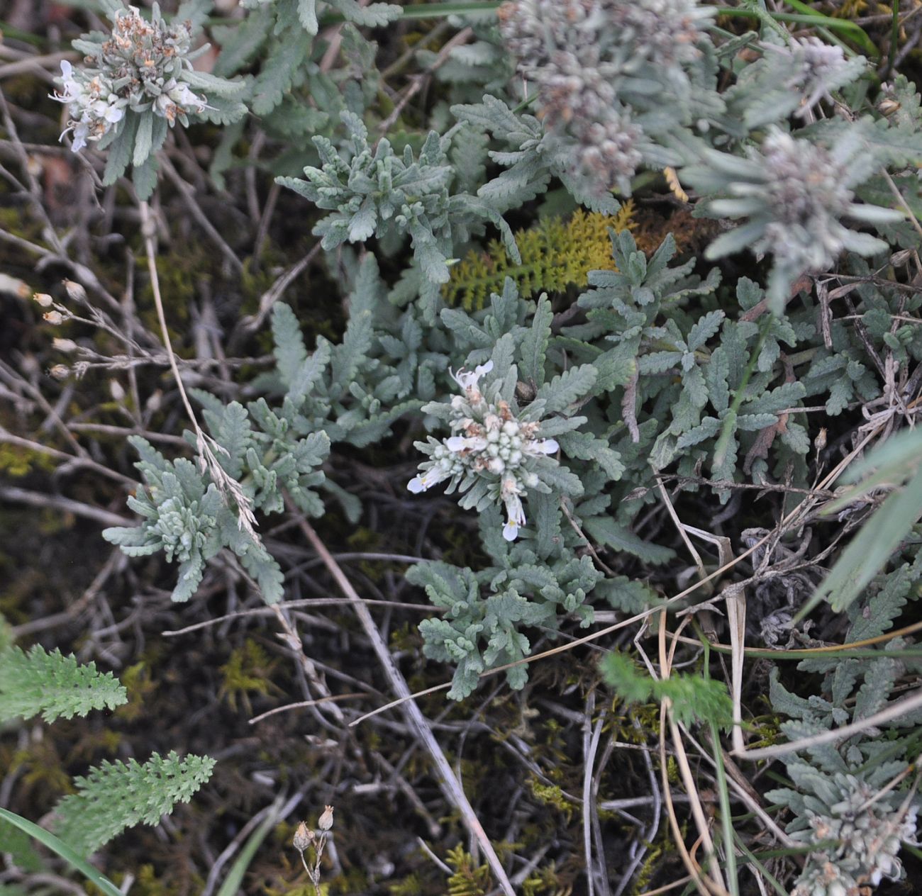 Image of Teucrium capitatum specimen.