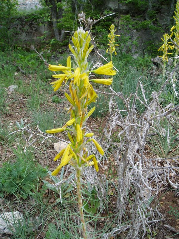 Изображение особи Asphodeline lutea.