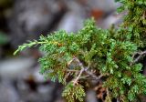 Juniperus sibirica