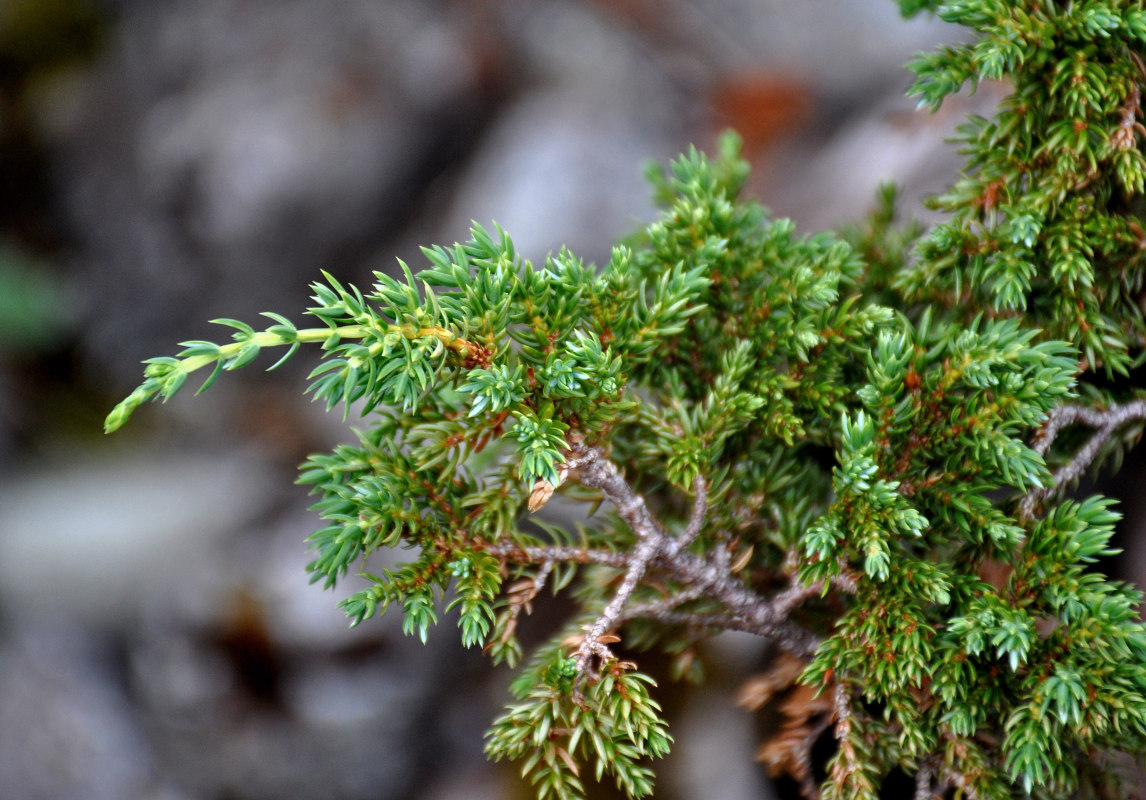 Image of Juniperus sibirica specimen.