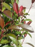 Photinia serratifolia