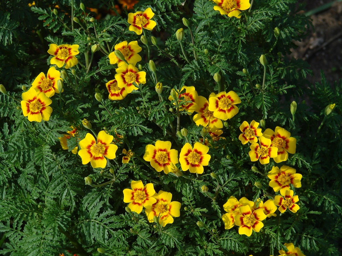 Image of Tagetes tenuifolia specimen.