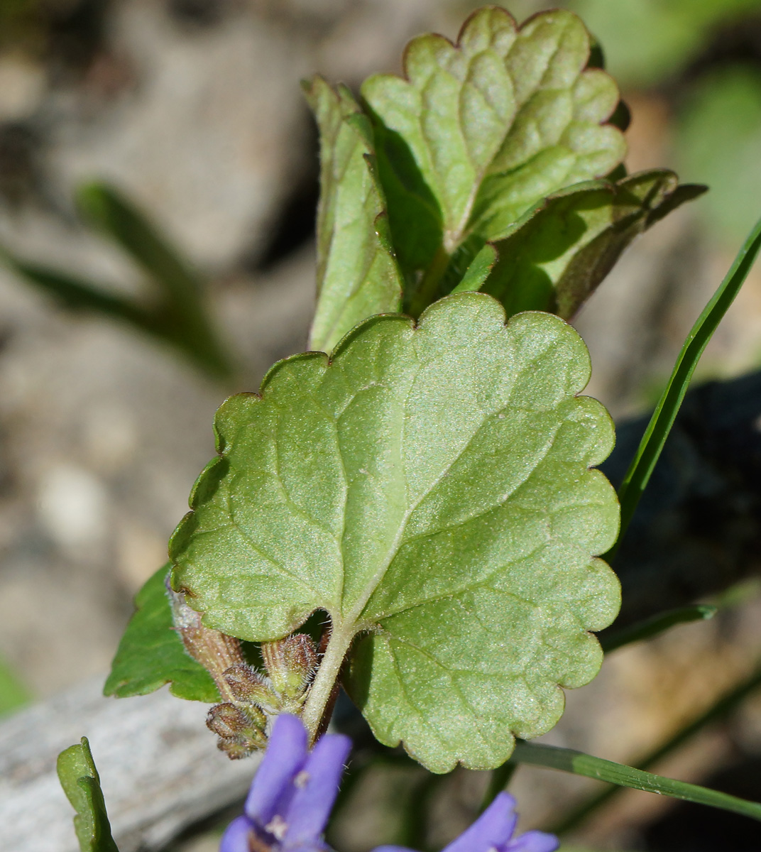 Image of Glechoma hederacea specimen.