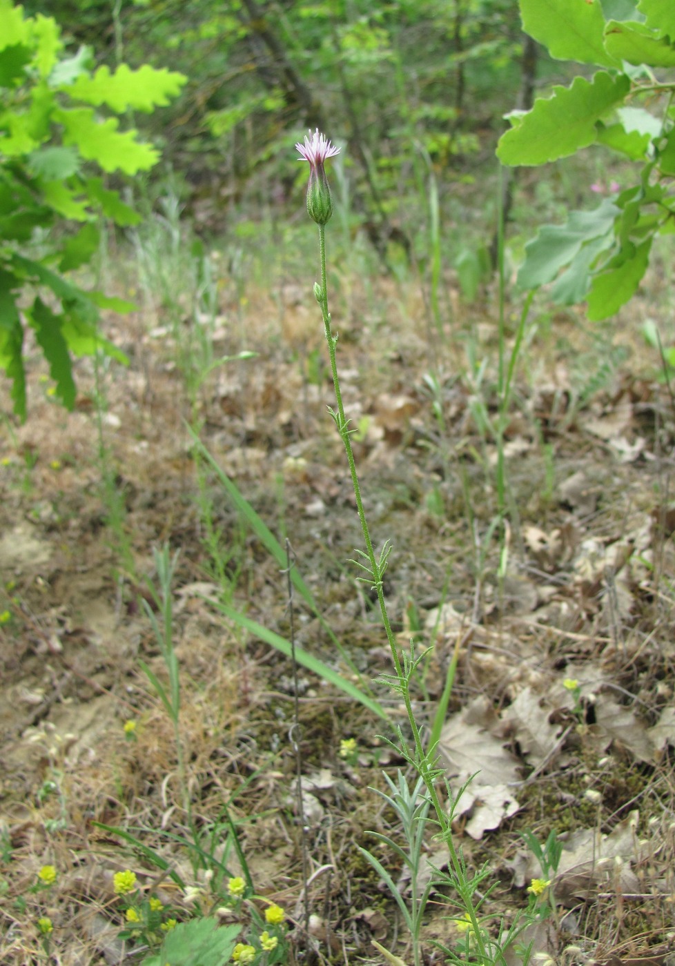 Изображение особи Crupina vulgaris.