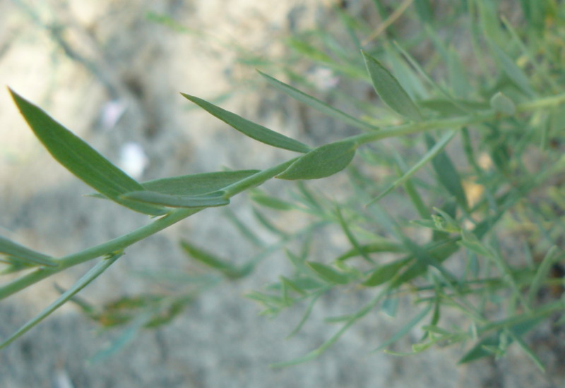 Image of Linaria syspirensis specimen.