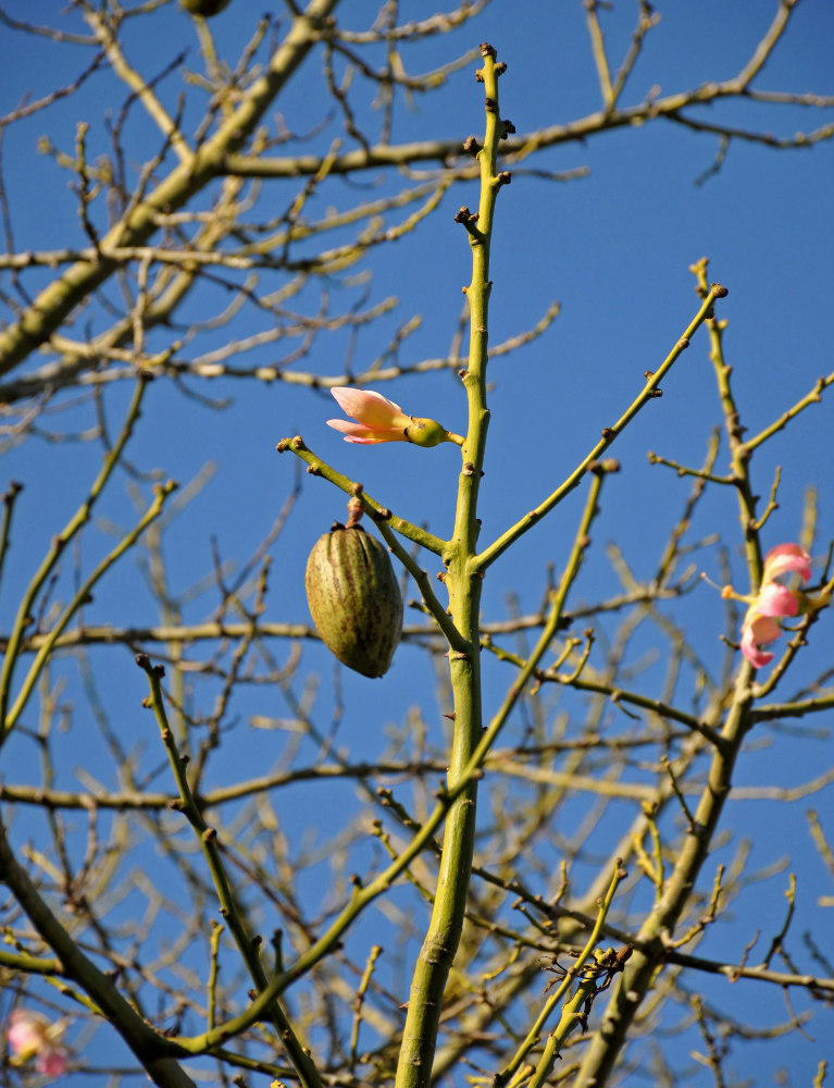 Image of Ceiba speciosa specimen.