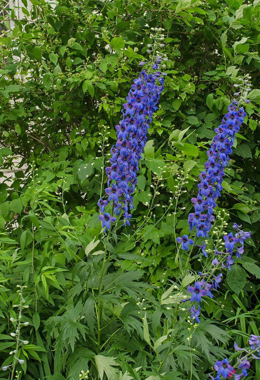 Изображение особи Delphinium &times; phoeniceum.