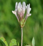 Trifolium clypeatum. Соцветие. Республика Кипр, окр. г. Лимасол (Λεμεσός), обочина грунтовой дороги. 02.03.2019.