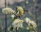 genus Salix