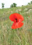 Papaver rhoeas. Верхушка стебля с цветком. Крым, Симферопольский р-н, окр. с. Живописное, склон долины р. Чуюнча, степь. 24 мая 2019 г.