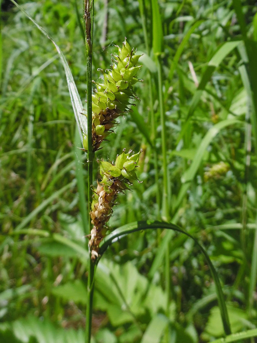 Изображение особи Carex vesicaria.