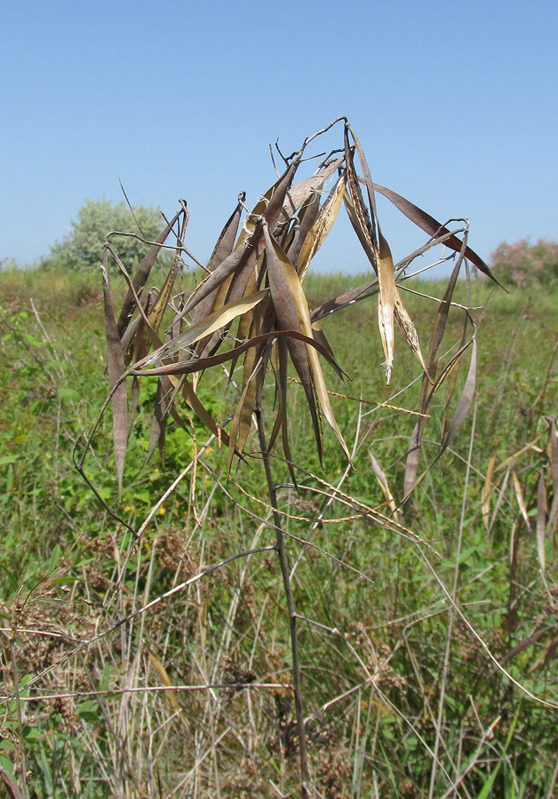 Image of Trachomitum sarmatiense specimen.