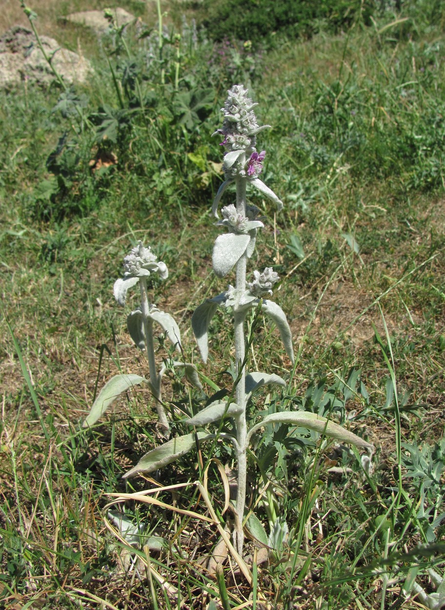 Изображение особи Stachys velata.