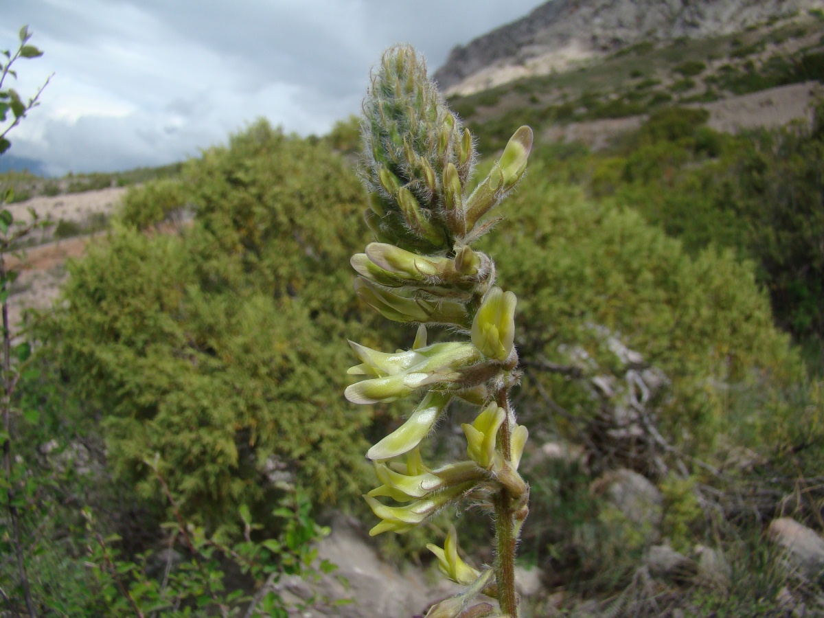 Image of Astragalus macropodium specimen.