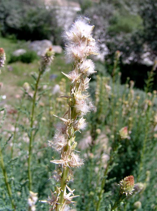 Изображение особи Myricaria bracteata.