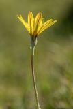 род Tragopogon. Верхушка растения с соцветием. Кабардино-Балкария, Эльбрусский р-н, долина р. Сылтрансу, ≈ 2200 м н.у.м., субальпийский луг. 05.08.2019.