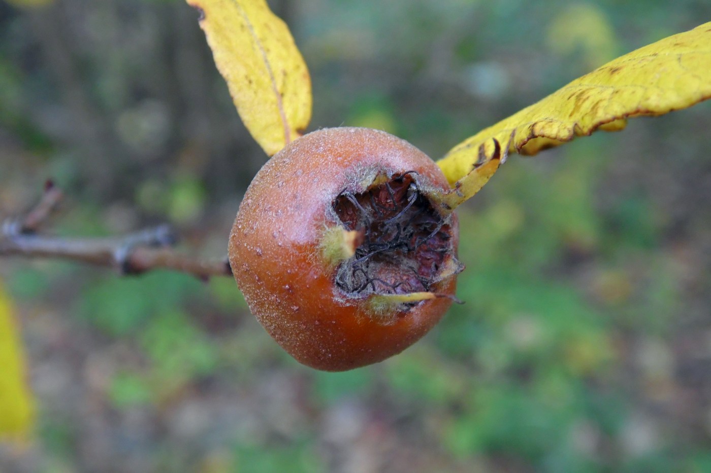 Image of Mespilus germanica specimen.