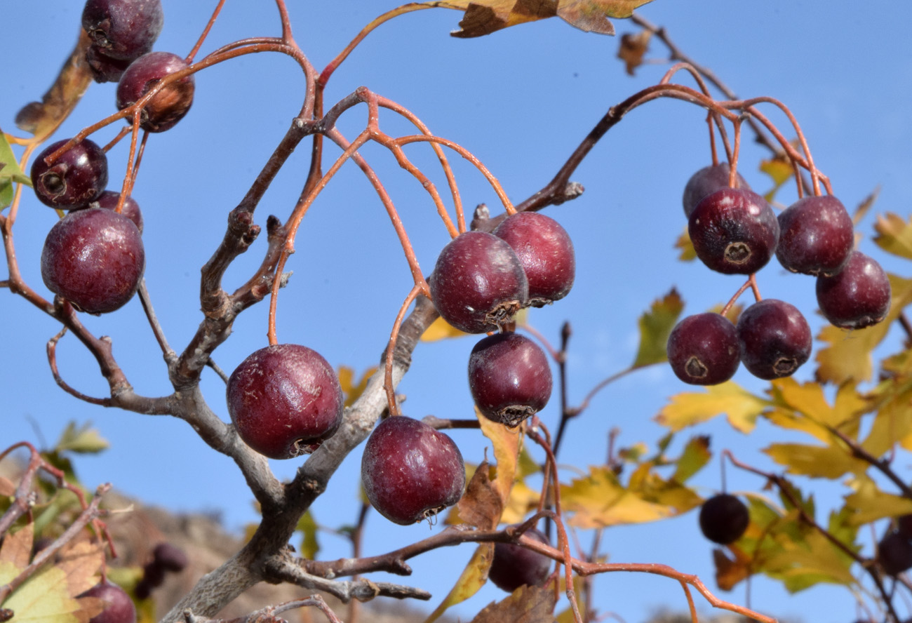 Image of Crataegus songarica specimen.