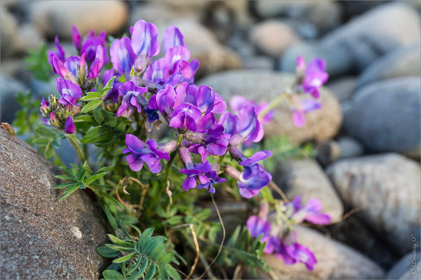 Image of Oxytropis middendorffii specimen.