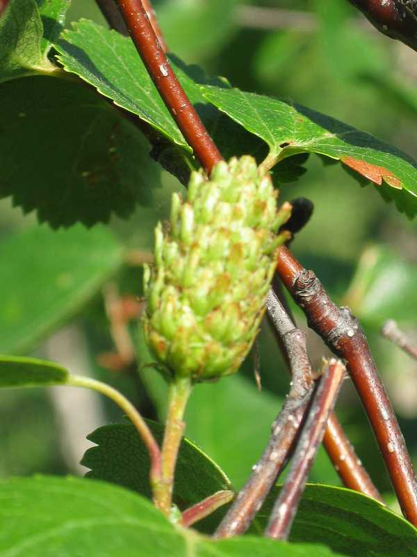 Image of Betula divaricata specimen.