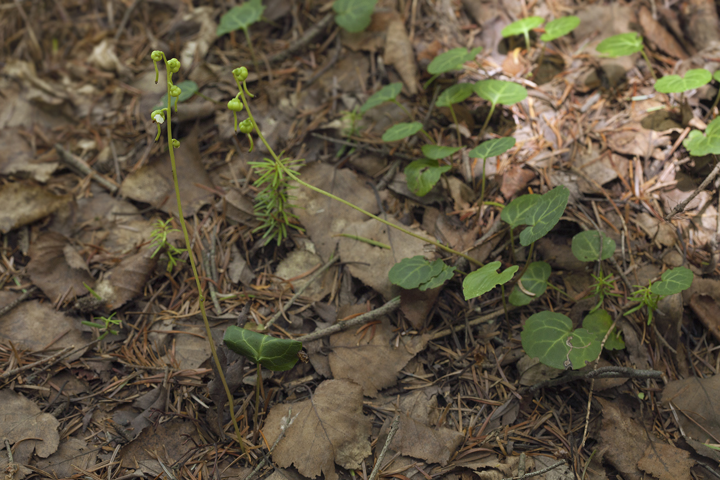 Image of Pyrola renifolia specimen.