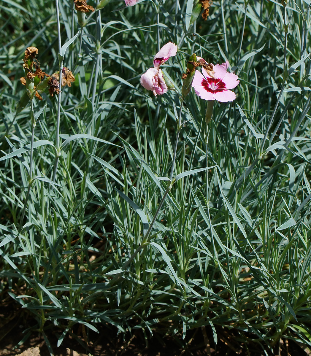 Изображение особи Dianthus chinensis.