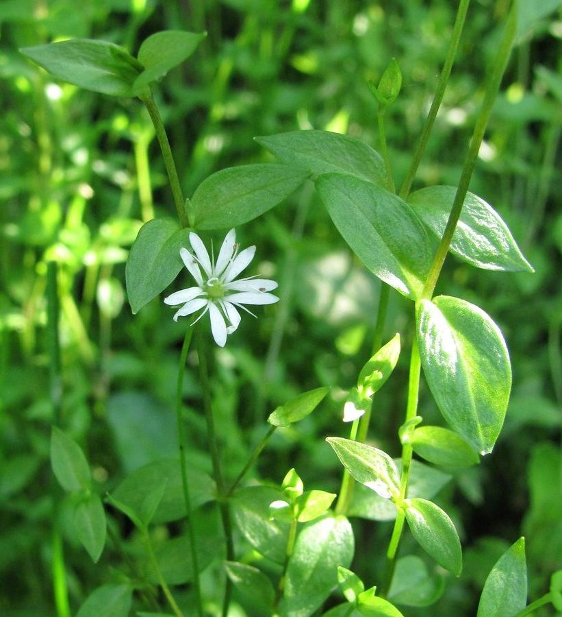 Изображение особи Stellaria crassifolia.