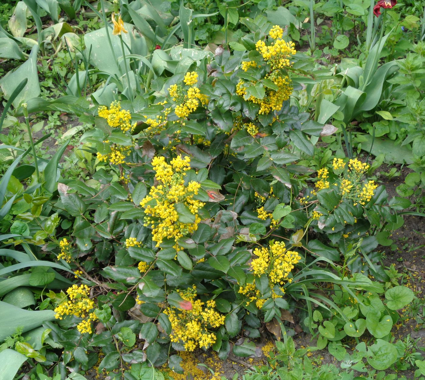 Image of Mahonia aquifolium specimen.