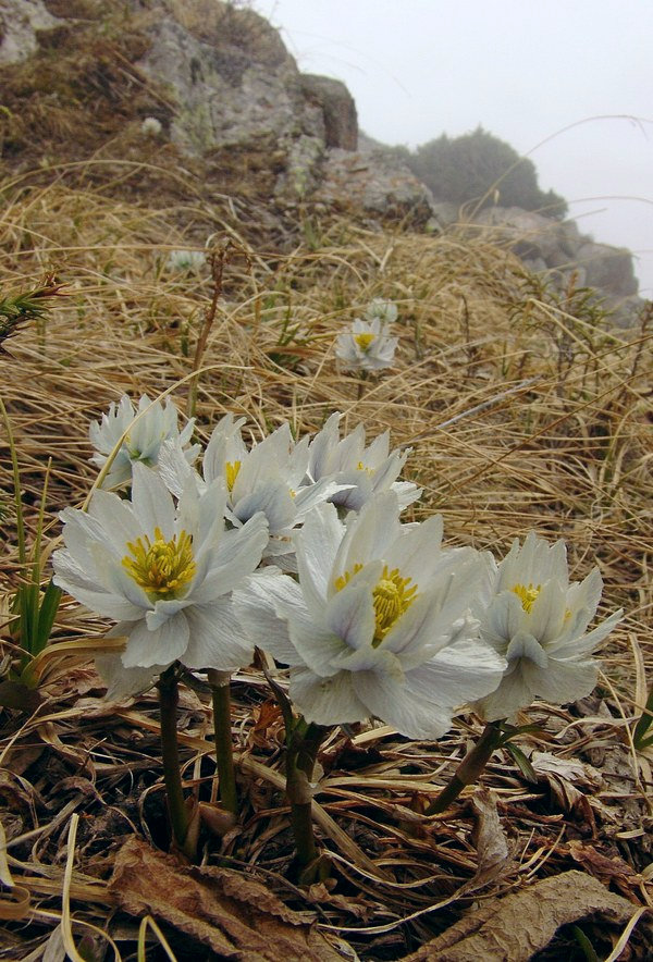 Image of Trollius lilacinus specimen.