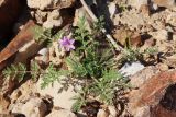 Erodium stellatum. Цветущее растение с незрелыми плодами. Израиль, окр. г. Арад, опустыненная фригана на ровной возвышенной каменистой поверхности. 05.03.2020.