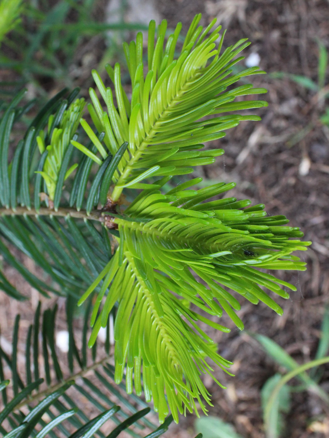 Изображение особи род Abies.