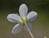 Moehringia lateriflora