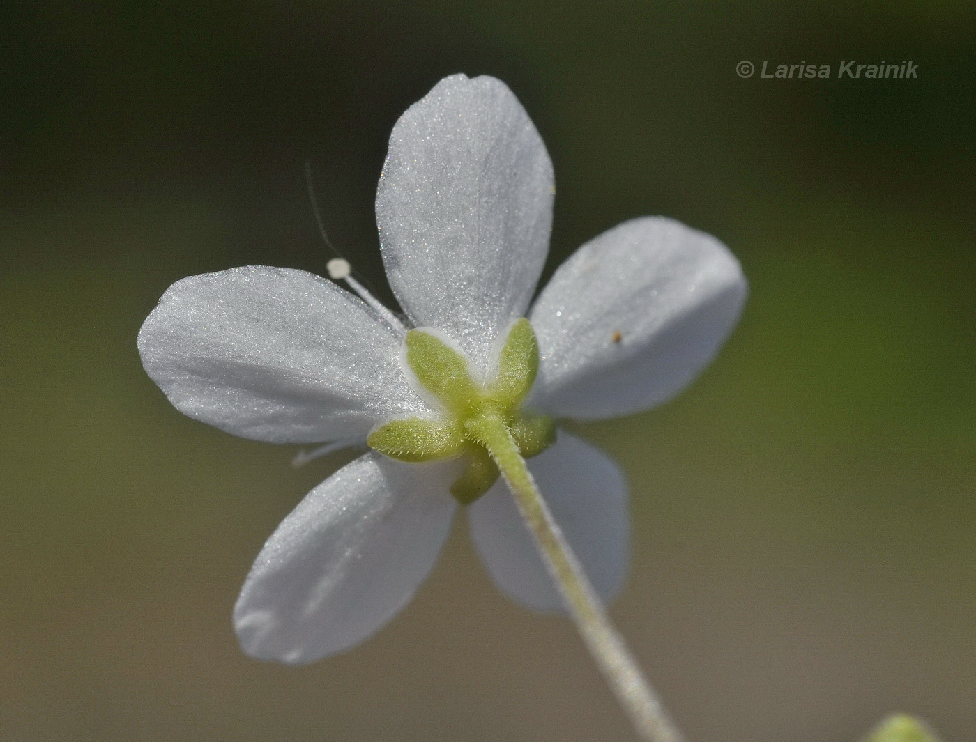 Image of Moehringia lateriflora specimen.