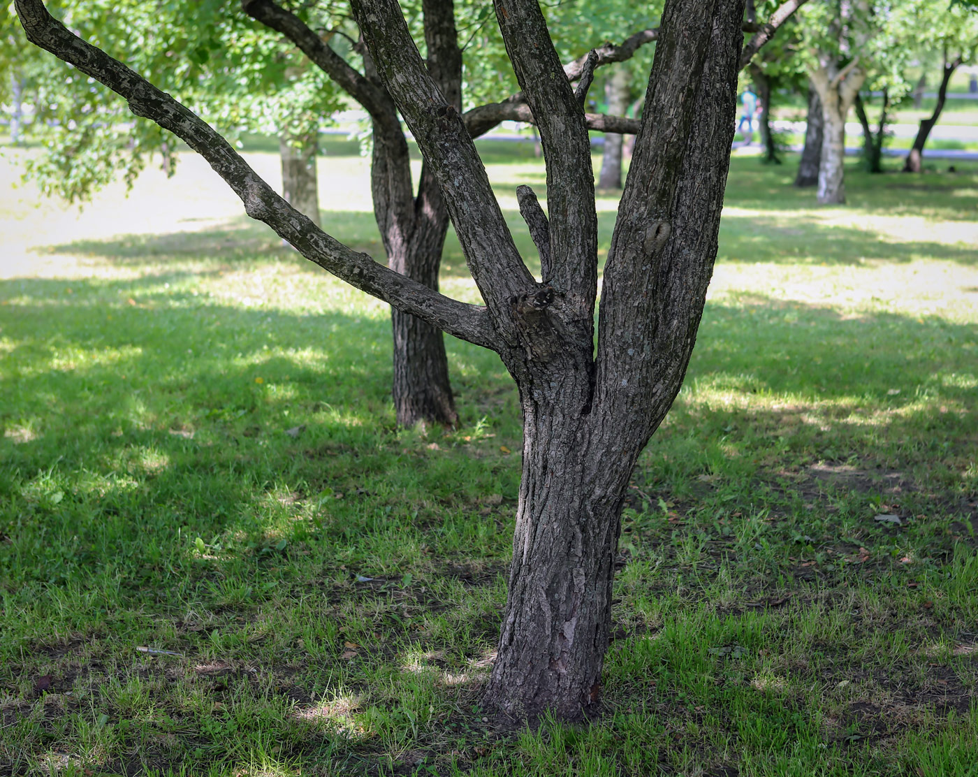 Image of Pyrus ussuriensis specimen.