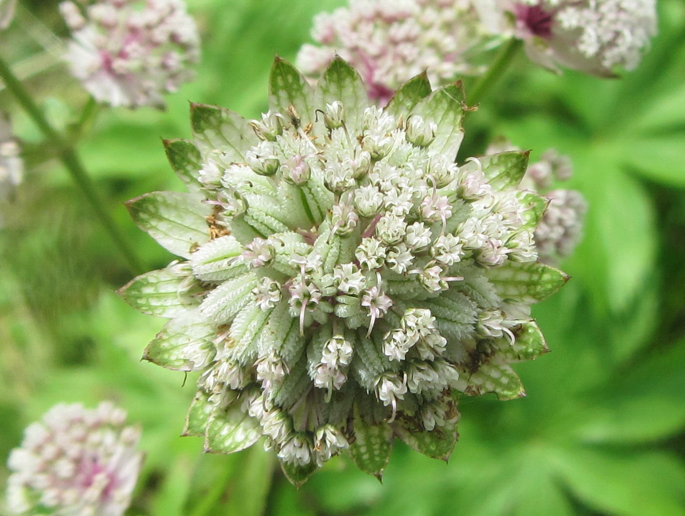 Image of Astrantia major specimen.