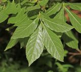 Weigela middendorffiana