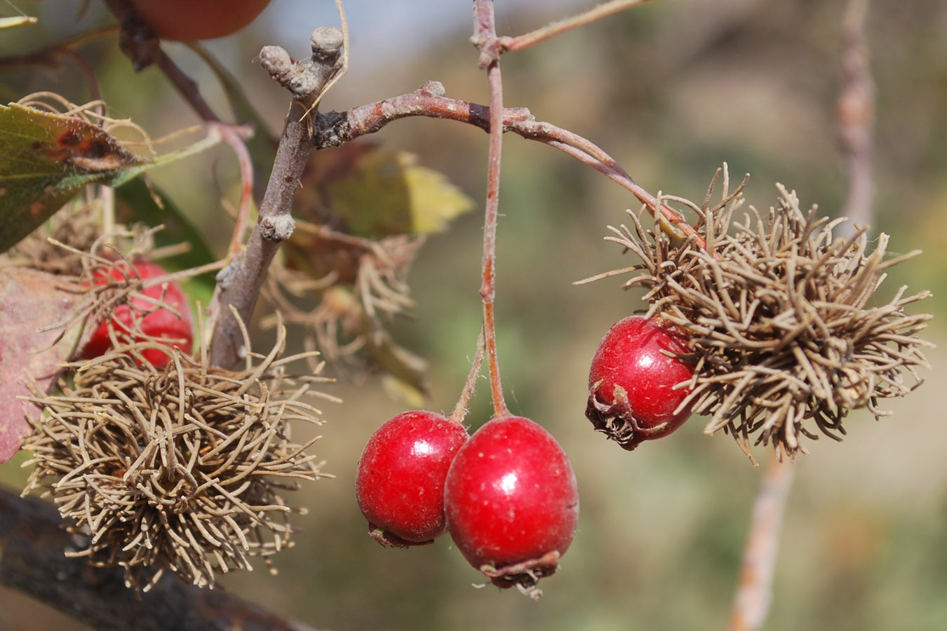 Image of Crataegus turkestanica specimen.