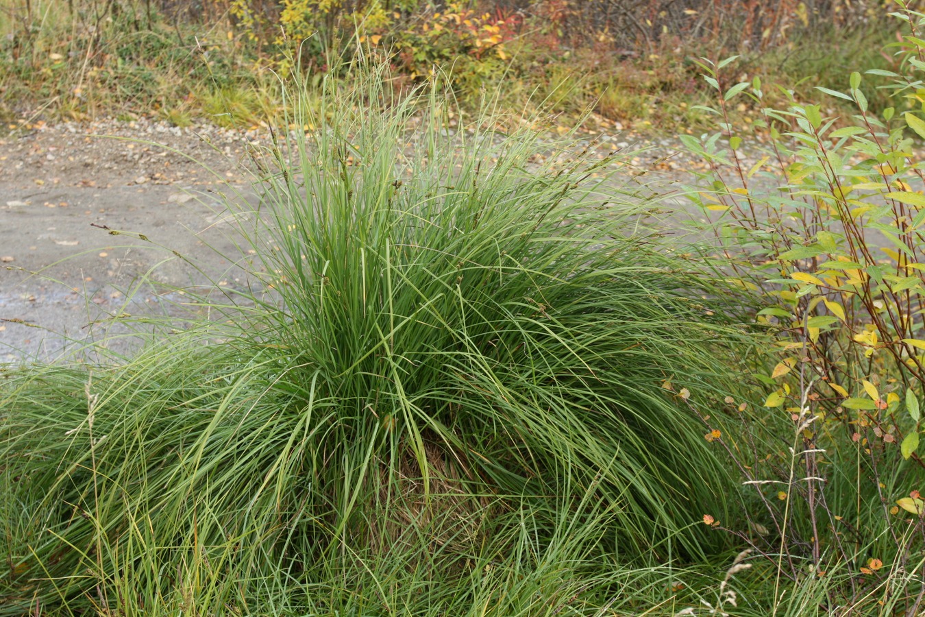 Image of Carex juncella specimen.