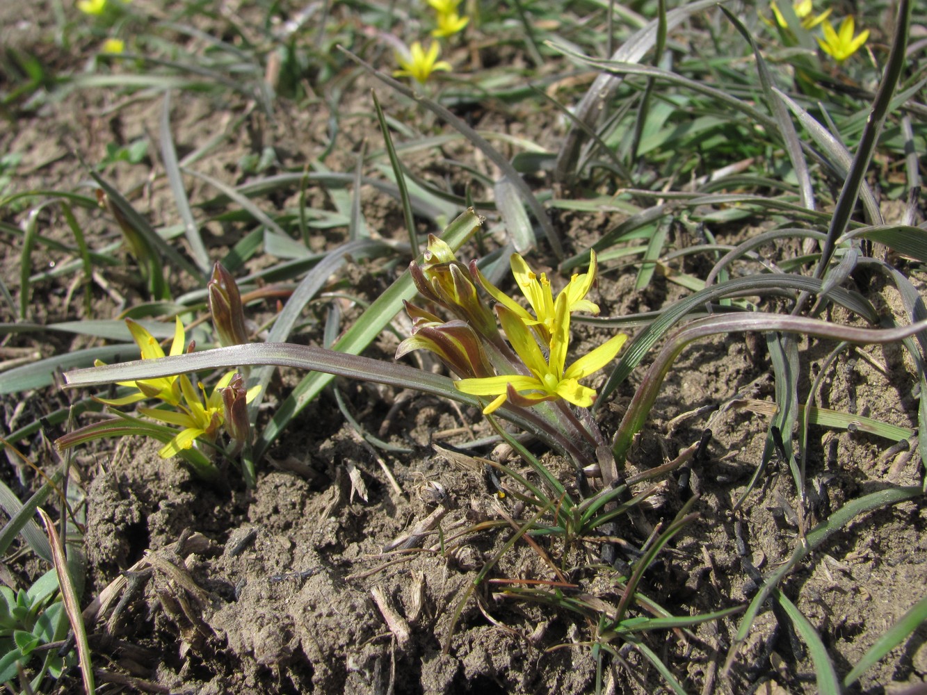 Image of genus Gagea specimen.