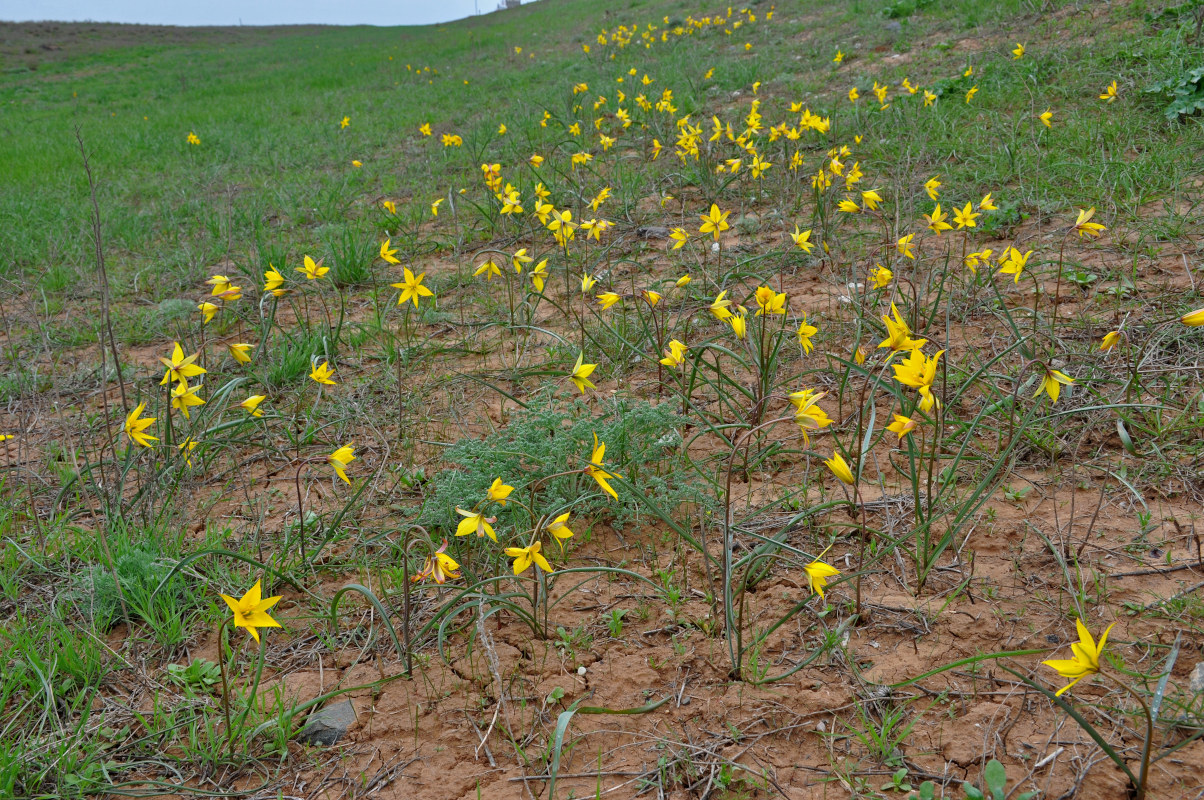 Image of Tulipa biebersteiniana specimen.