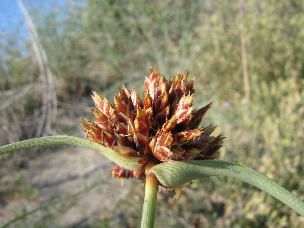 Image of Cyperus capitatus specimen.